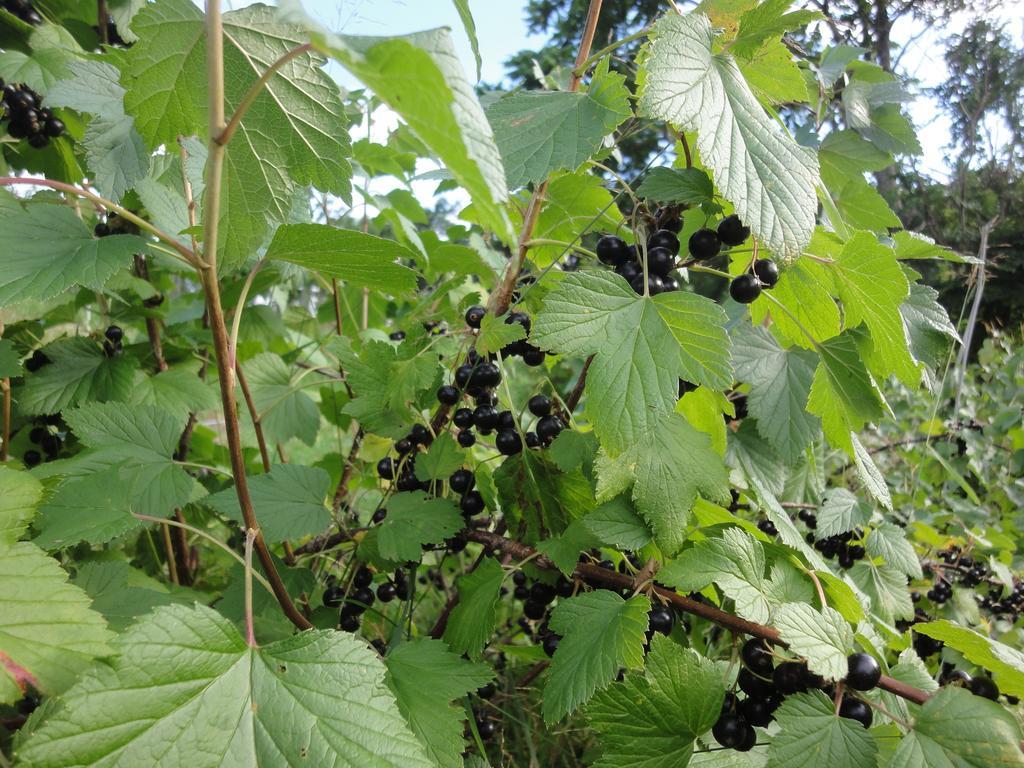 Farm Inn Anima No Sato Abasiri Kültér fotó